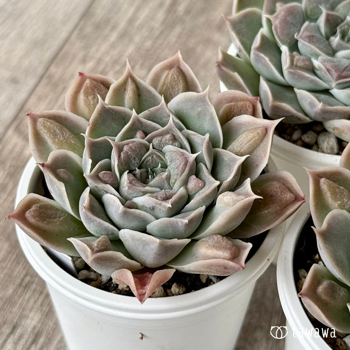 エンジェルズティア(チャンヒー農園)【tawawaハウス苗】