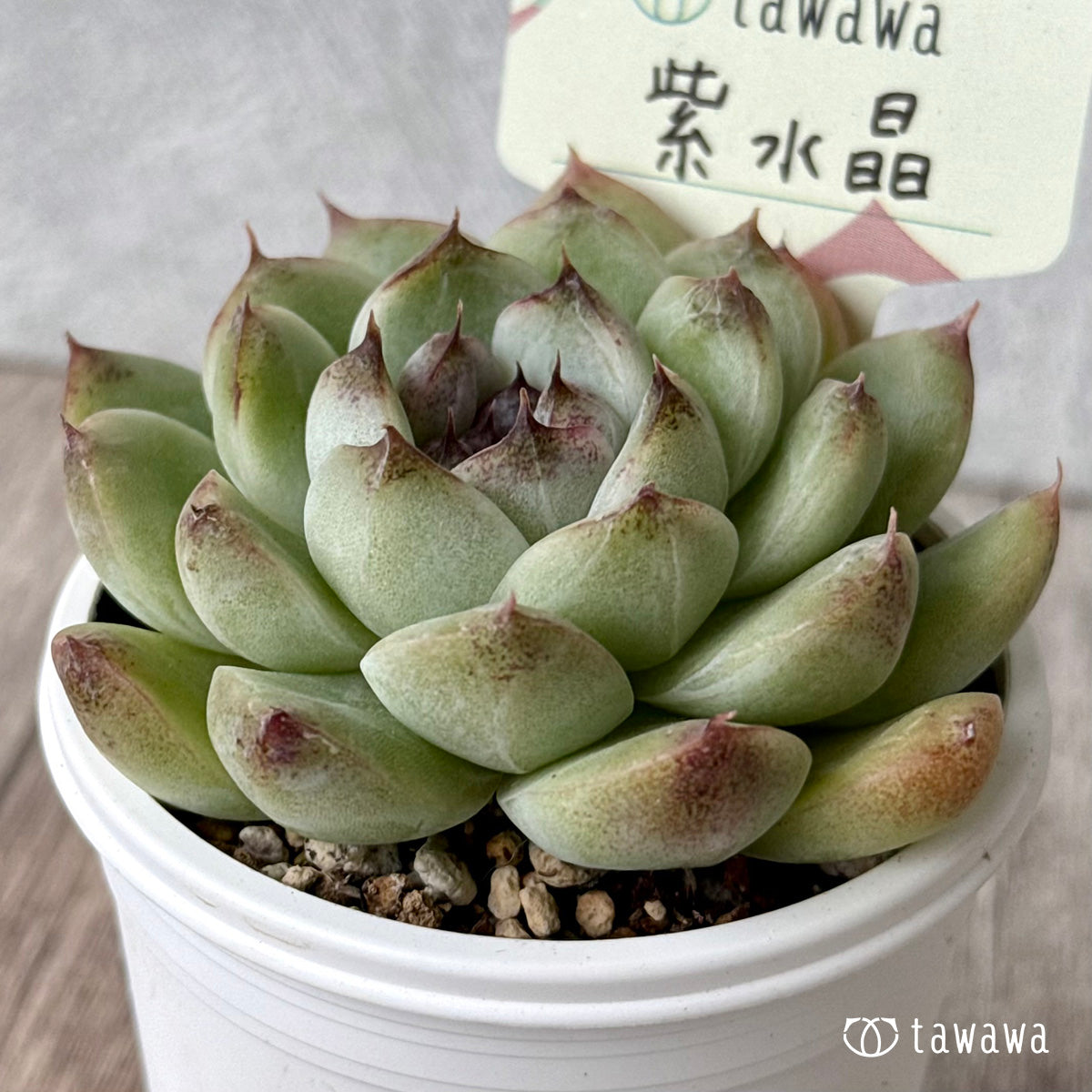 紫水晶【tawawaハウス苗】