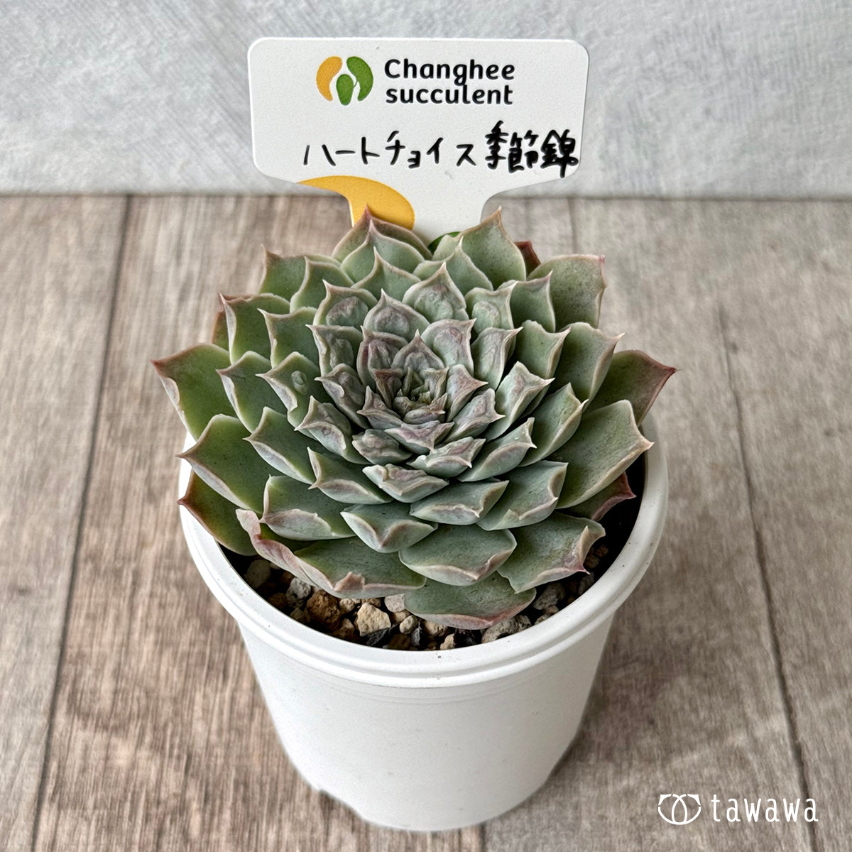 ハートチョイス季節錦 (チャンヒー農園)【tawawaハウス苗】