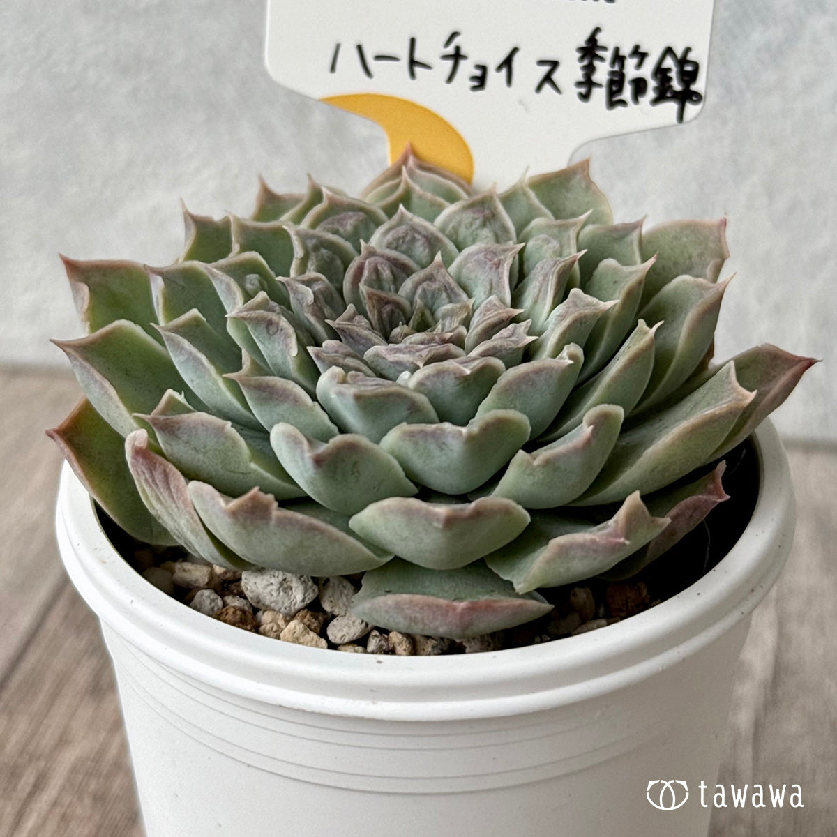 ハートチョイス季節錦 (チャンヒー農園)【tawawaハウス苗】