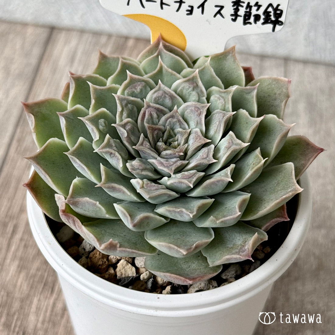 ハートチョイス季節錦 (チャンヒー農園)【tawawaハウス苗】