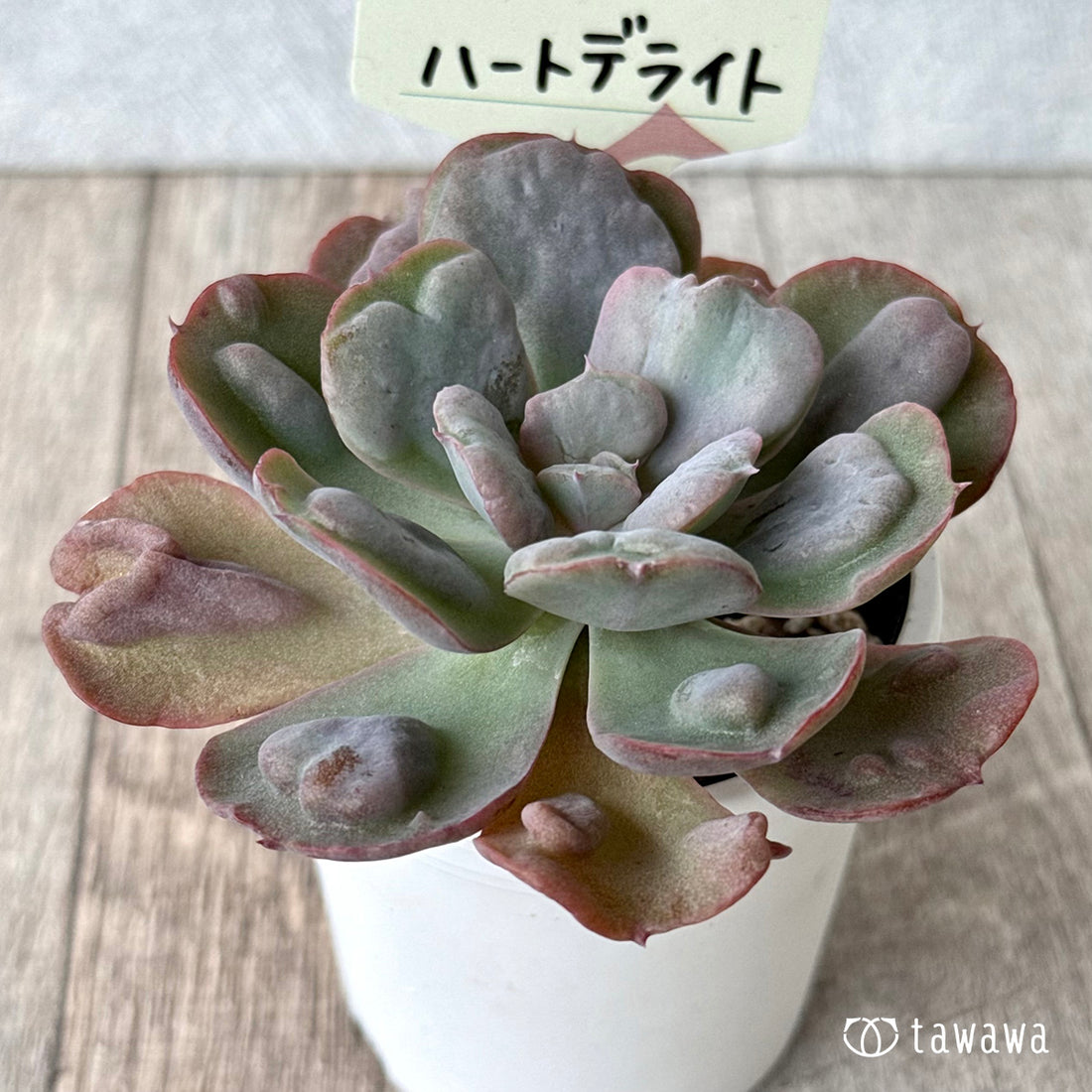 Heart Delight Heart Delight