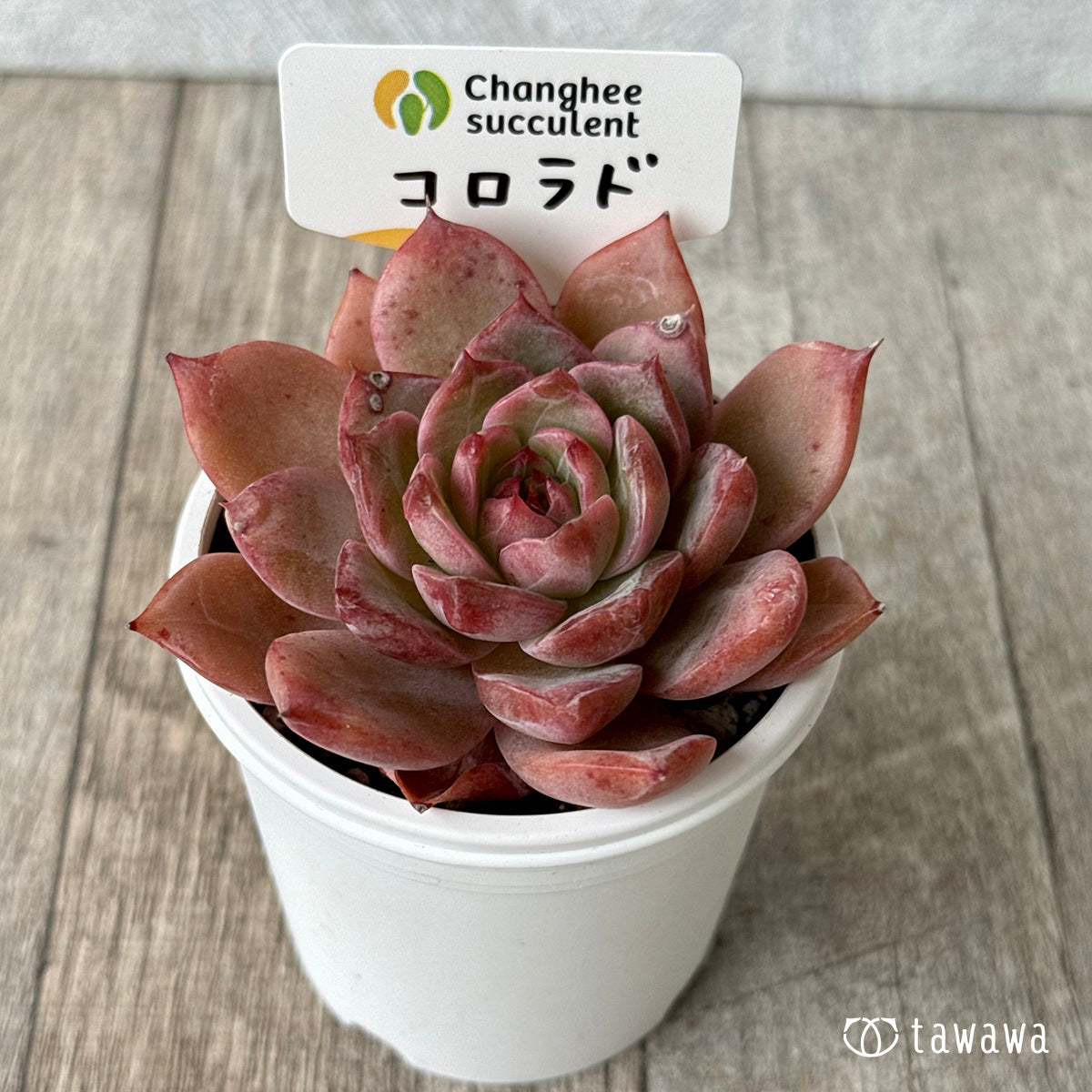 コロラド(チャンヒー農園)【tawawaハウス苗】