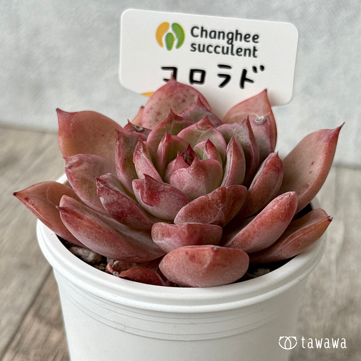 コロラド(チャンヒー農園)【tawawaハウス苗】