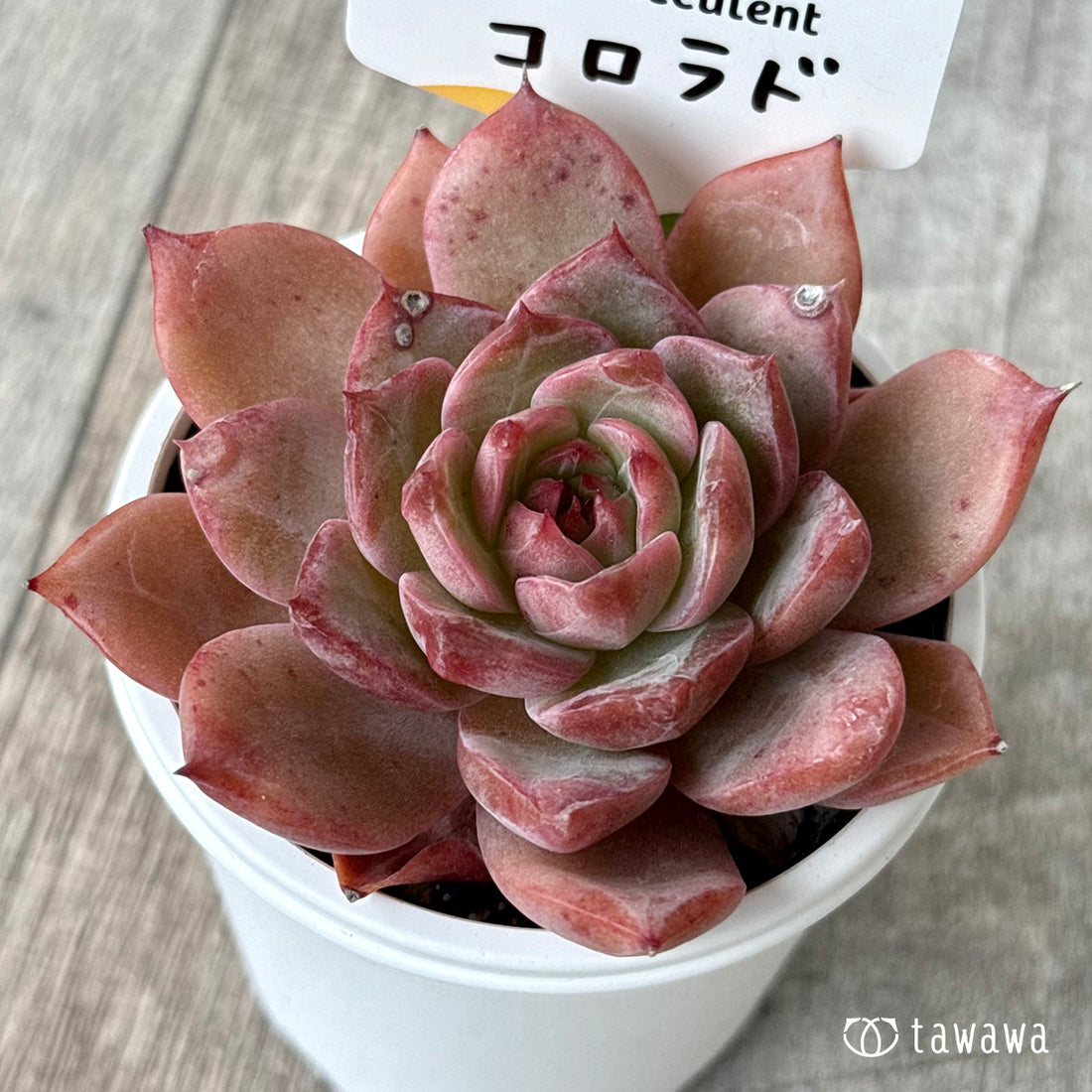 コロラド(チャンヒー農園)【tawawaハウス苗】