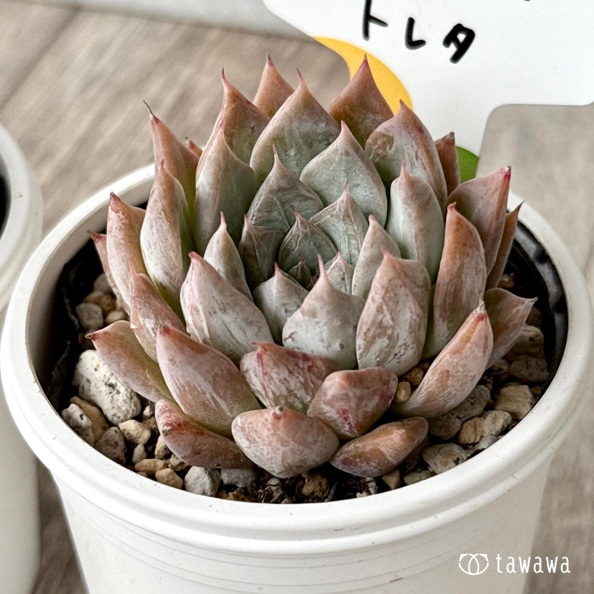 トレタ(チャンヒー農園)【tawawaハウス苗】