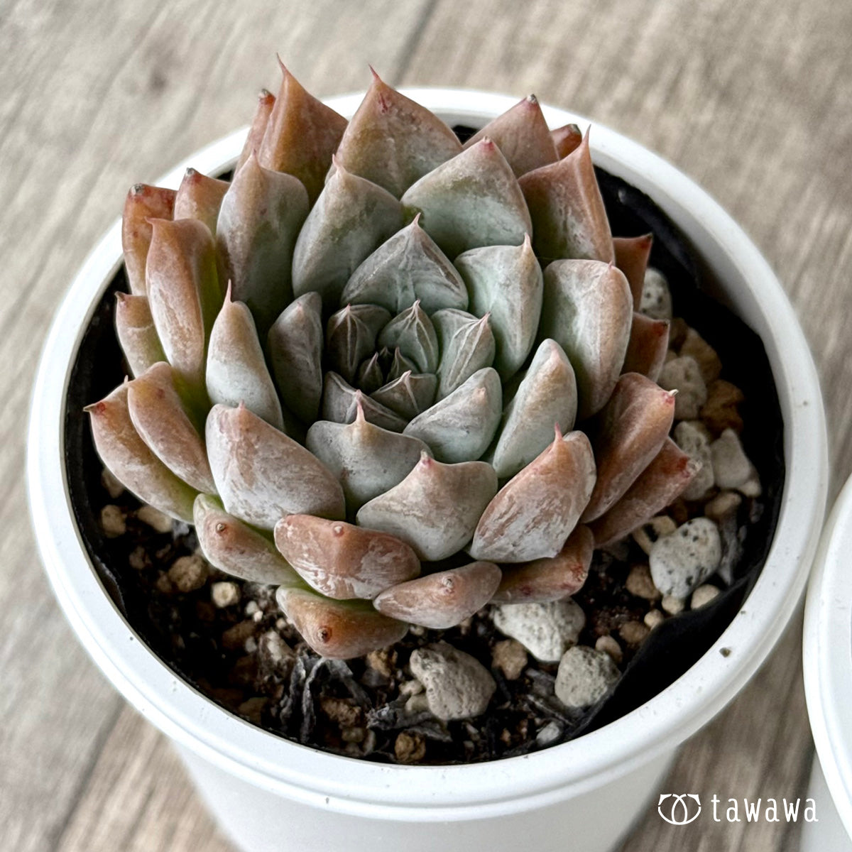 トレタ(チャンヒー農園)【tawawaハウス苗】