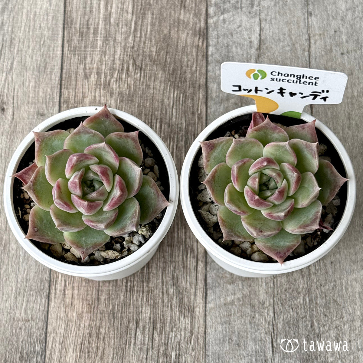 コットンキャンディ(チャンヒー農園)【tawawaハウス苗】