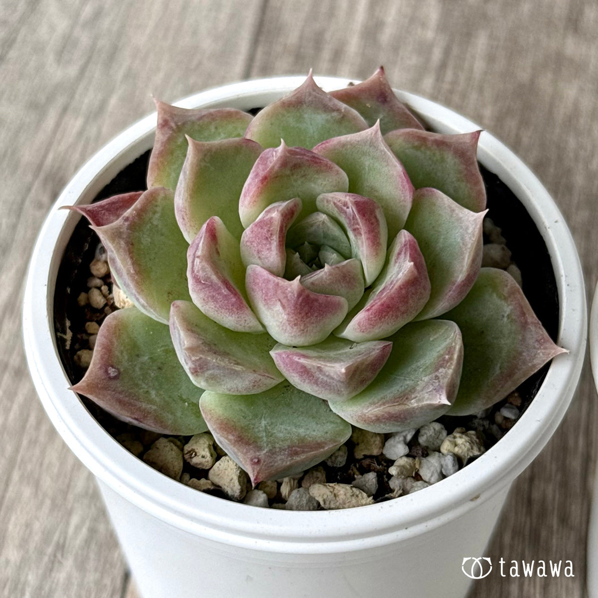 コットンキャンディ(チャンヒー農園)【tawawaハウス苗】