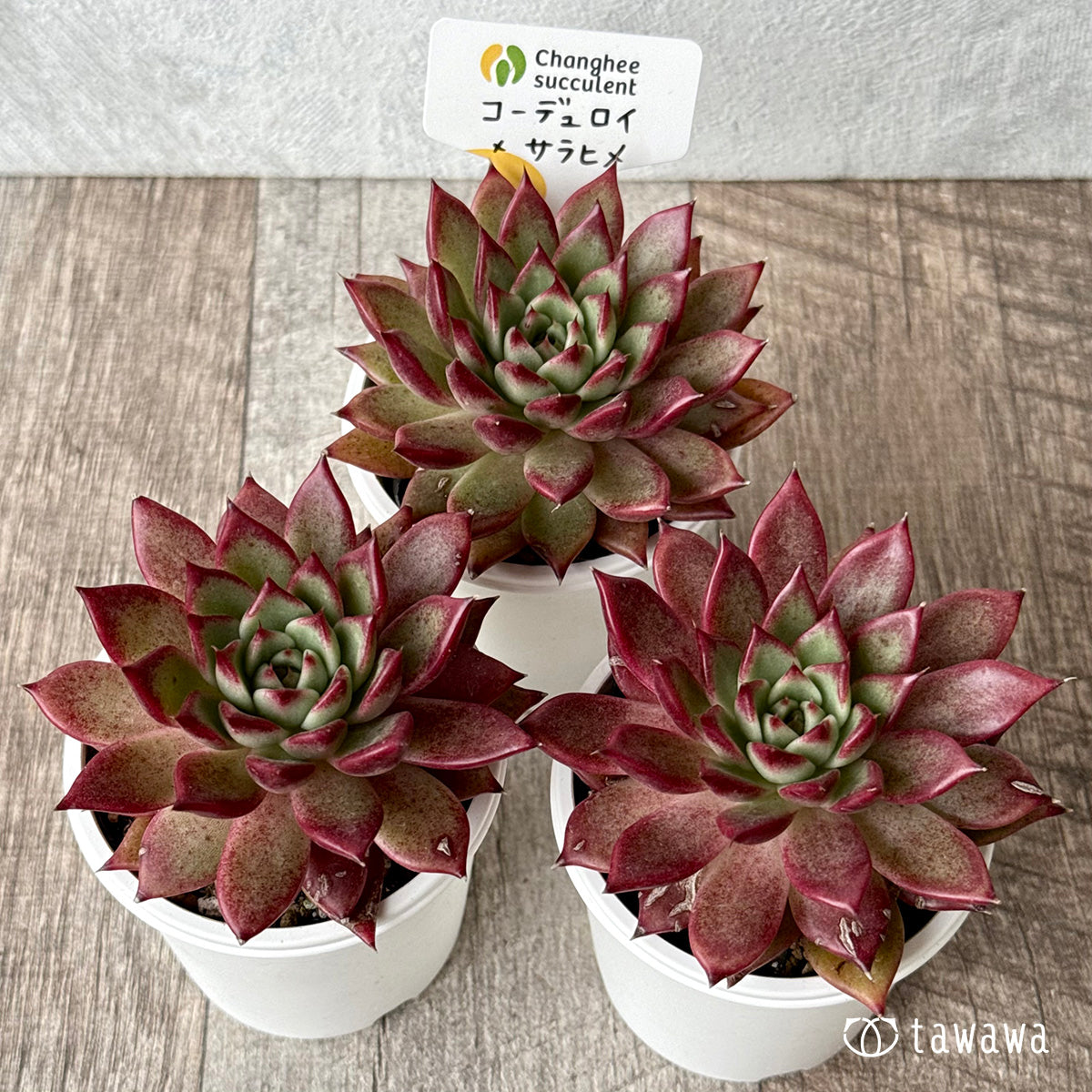 New Arrivals: Ice Green