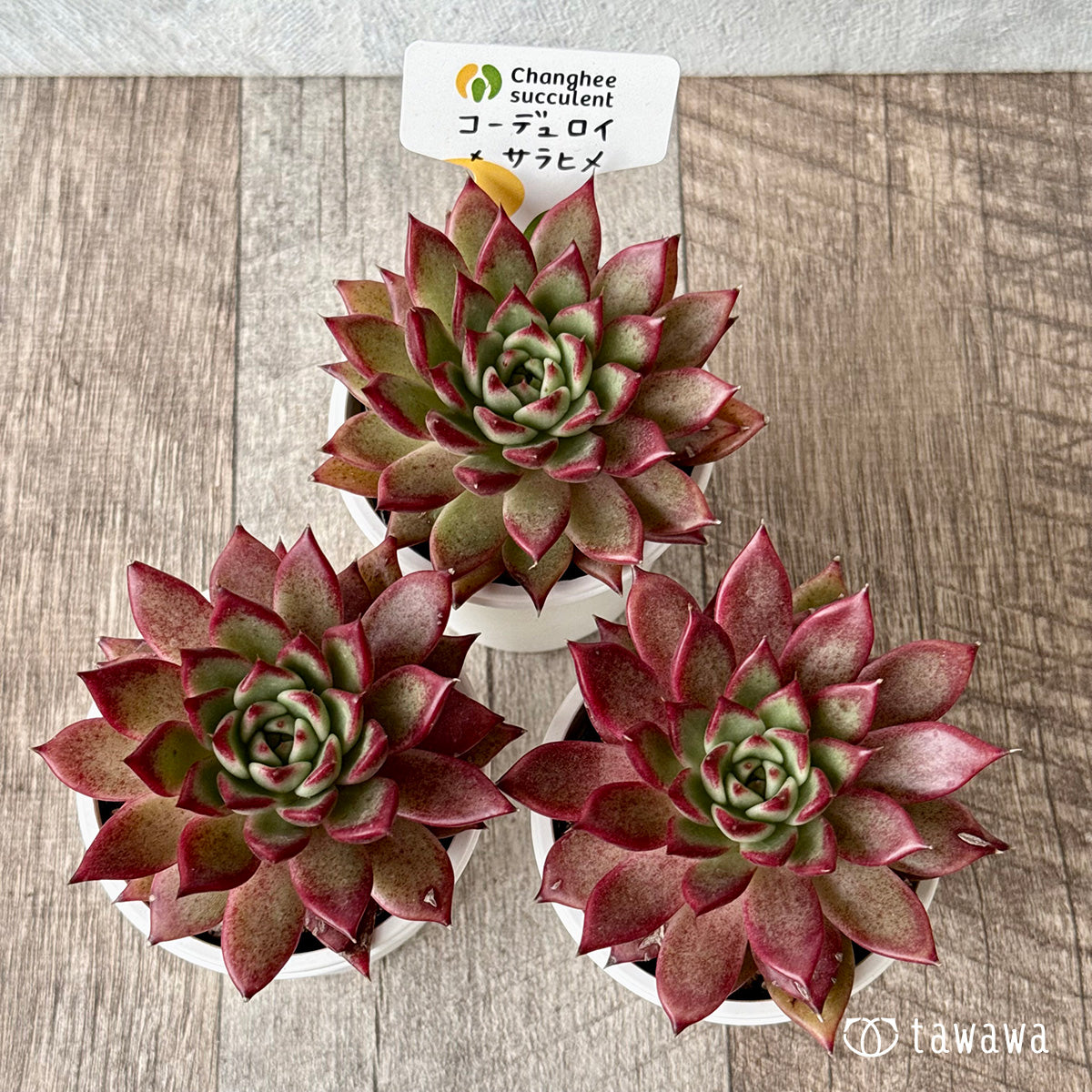 New Arrivals: Ice Green