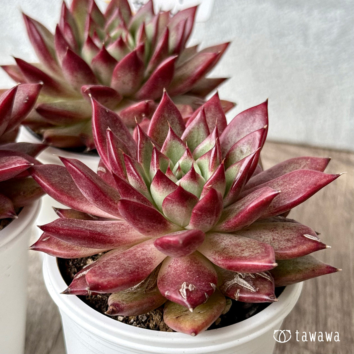 New Arrivals: Ice Green