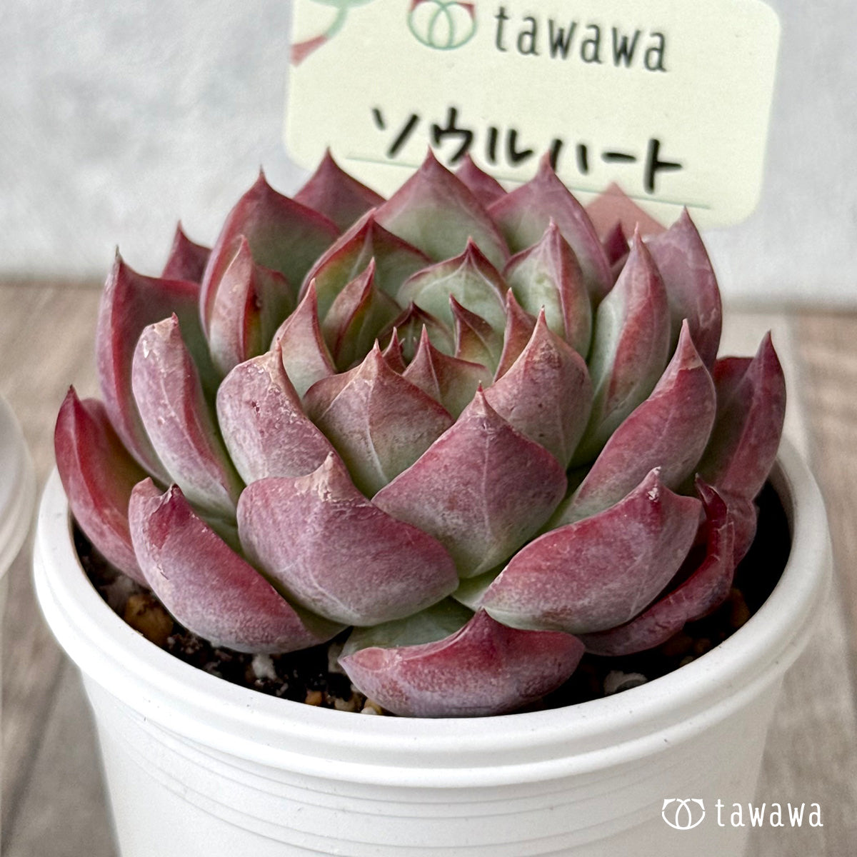 *新発売* ソウルハート(エアーマジック農園)【tawawaハウス苗】