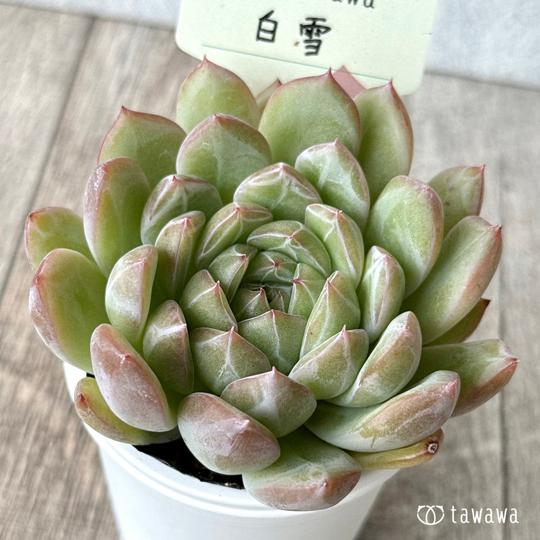 白雪 【tawawaハウス苗】