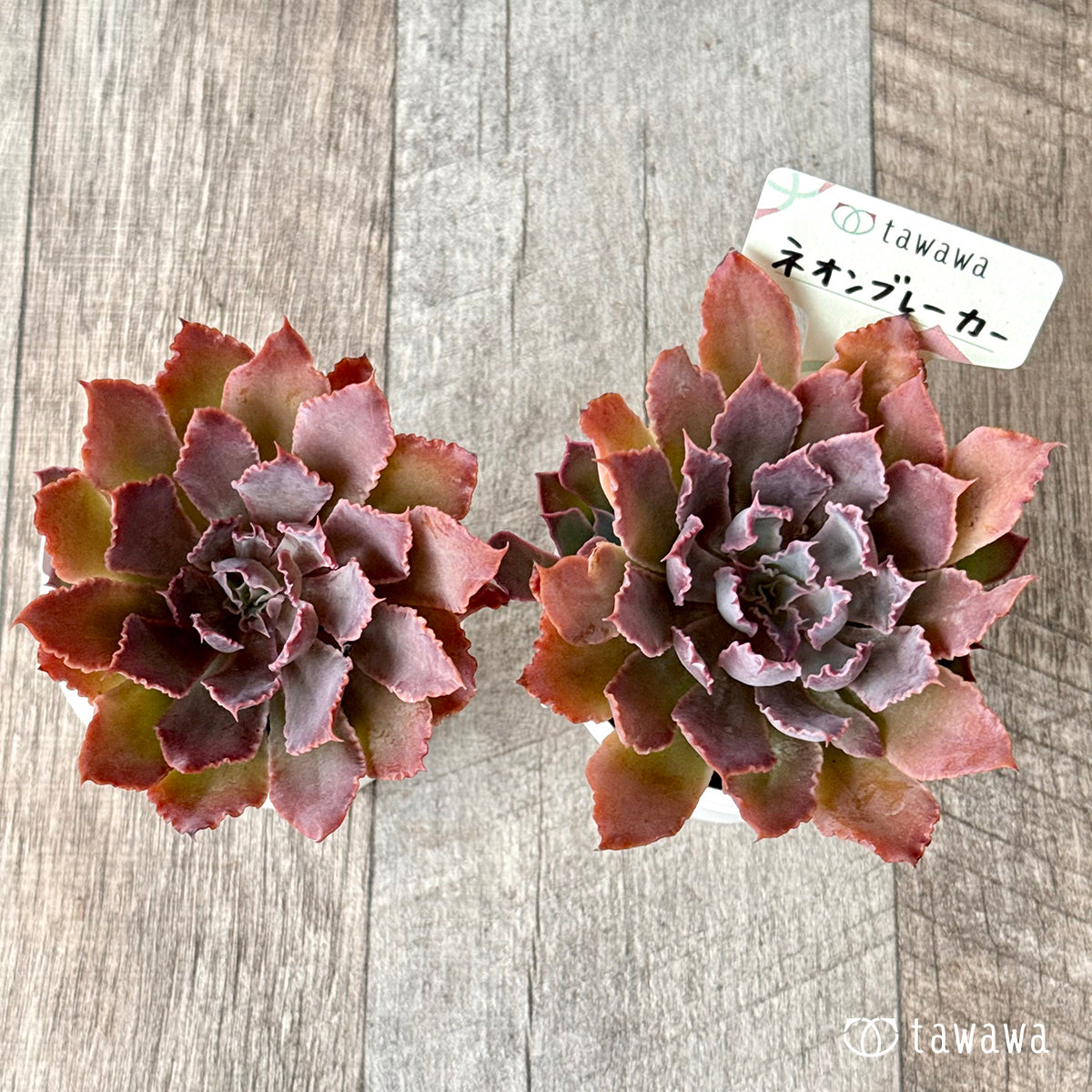 ネオンブレーカー【tawawaハウス苗】