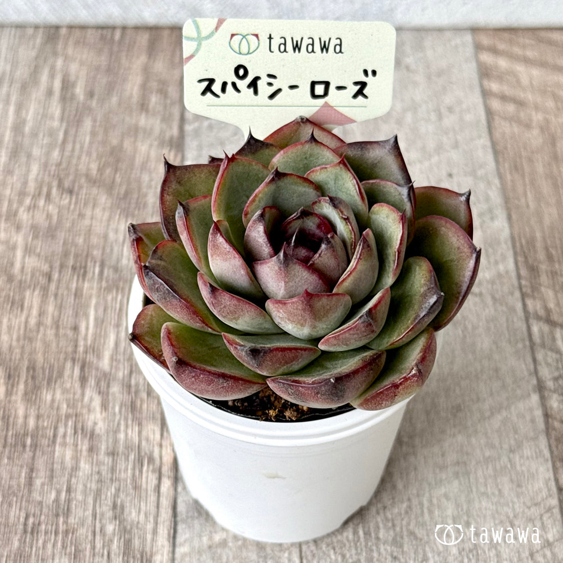 *新発売* スパイシーローズ【tawawaハウス苗】