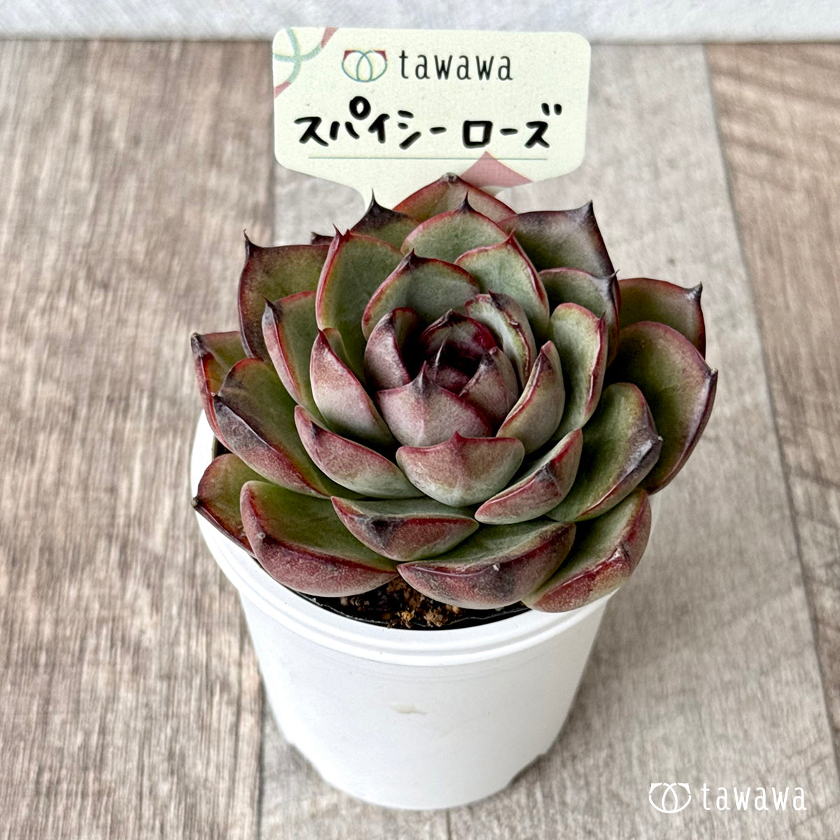 *新発売* スパイシーローズ【tawawaハウス苗】
