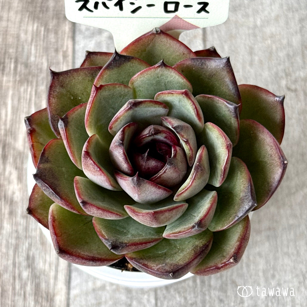 *新発売* スパイシーローズ【tawawaハウス苗】
