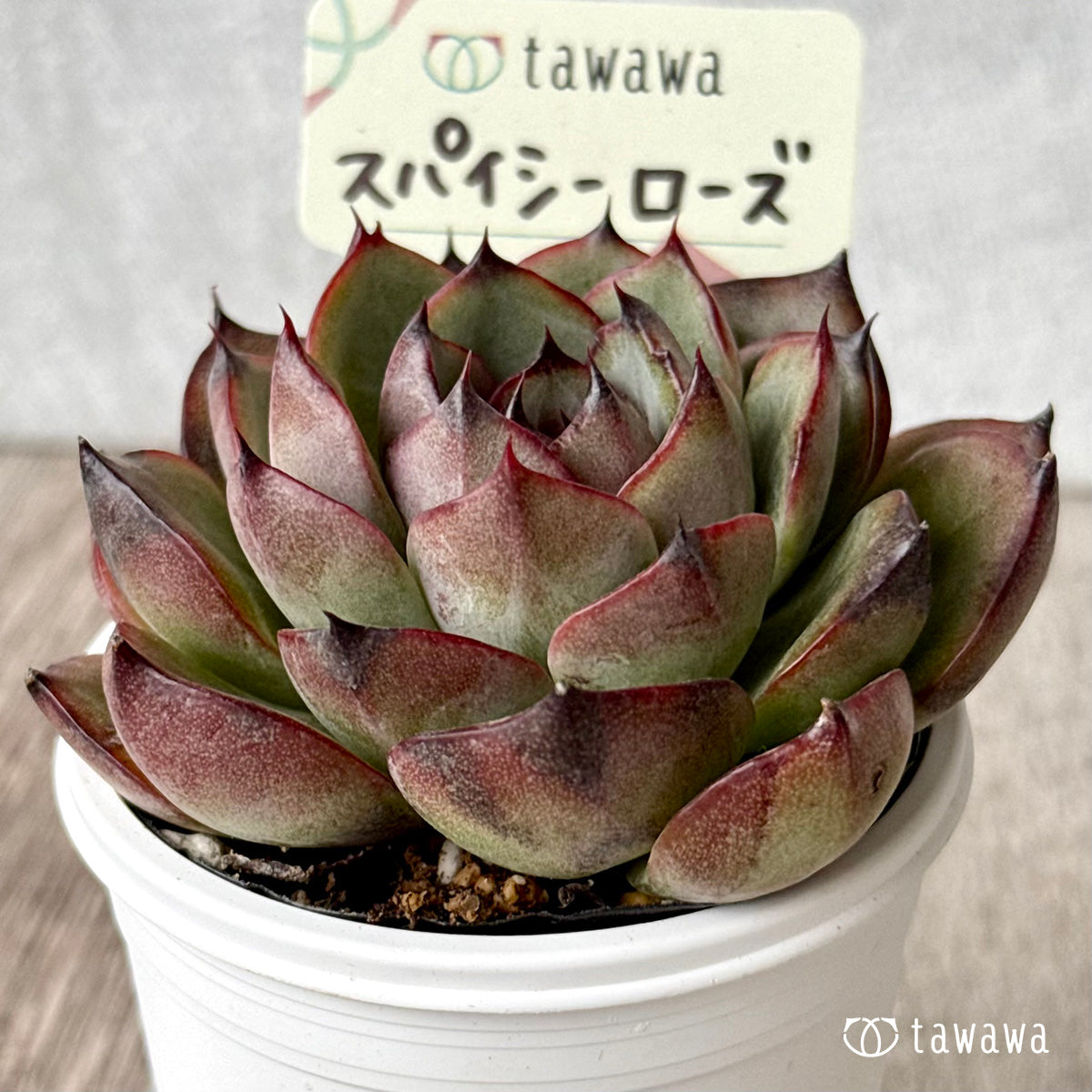 *新発売* スパイシーローズ【tawawaハウス苗】
