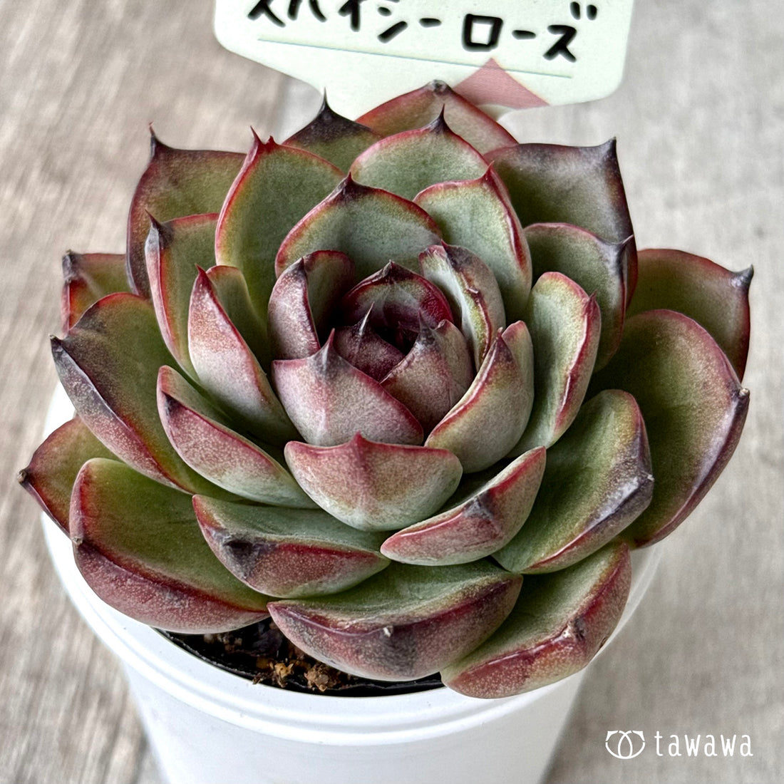 *新発売* スパイシーローズ【tawawaハウス苗】