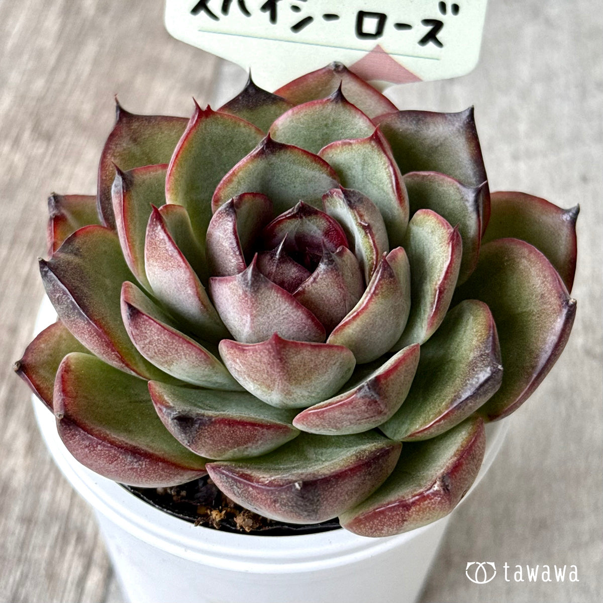 *新発売* スパイシーローズ【tawawaハウス苗】
