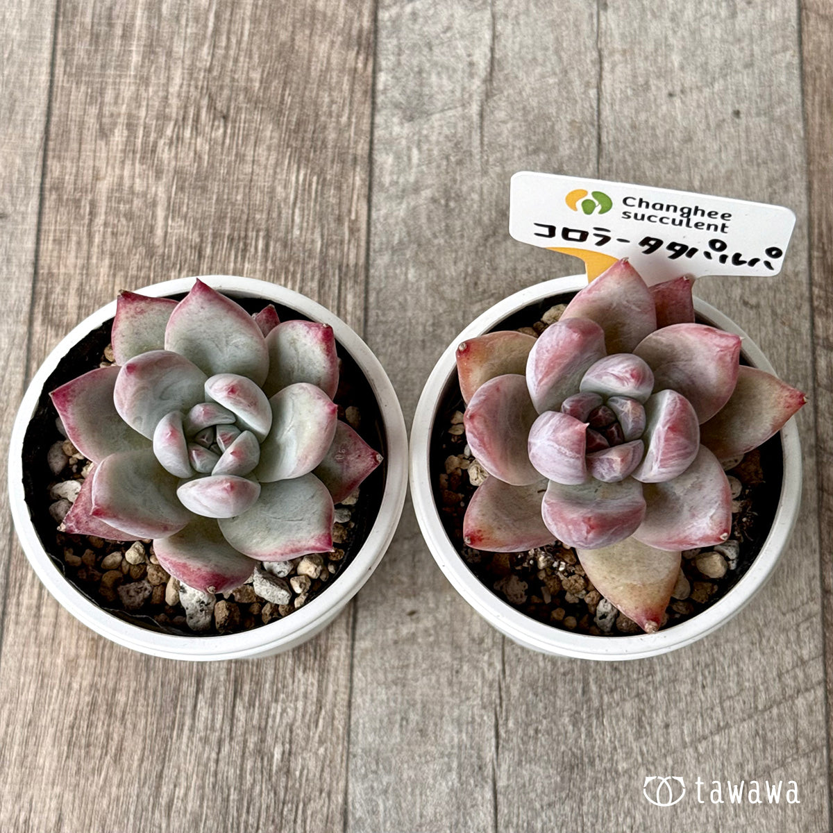 コロラータタパルパ(チャンヒー農園)【tawawaハウス苗】