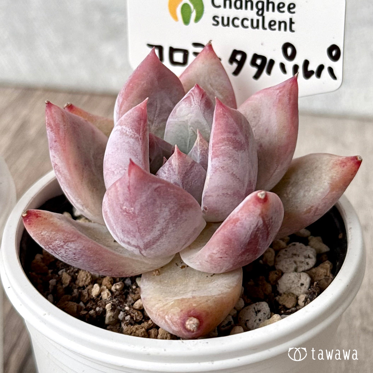 コロラータタパルパ(チャンヒー農園)【tawawaハウス苗】