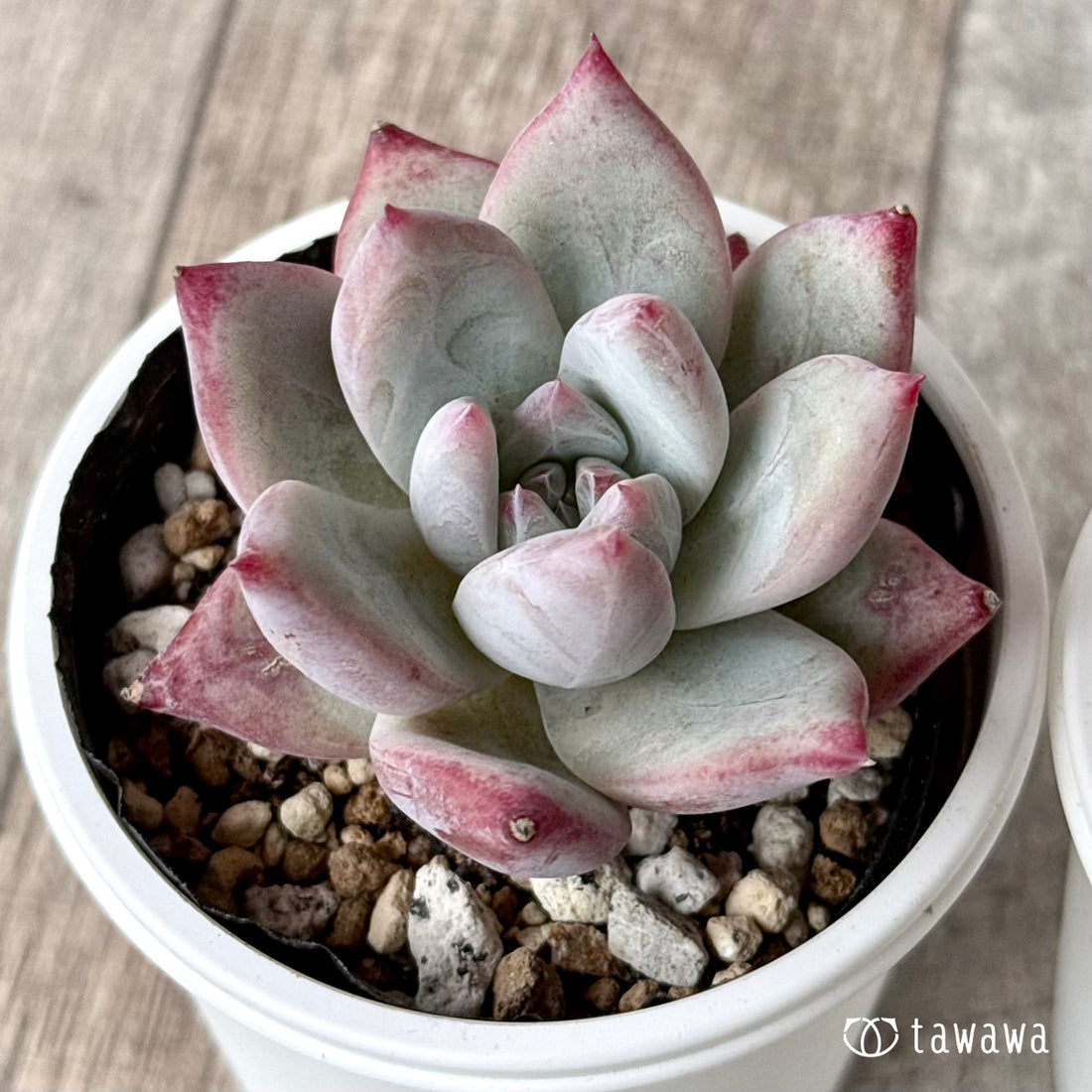 New Arrivals: Ice Green