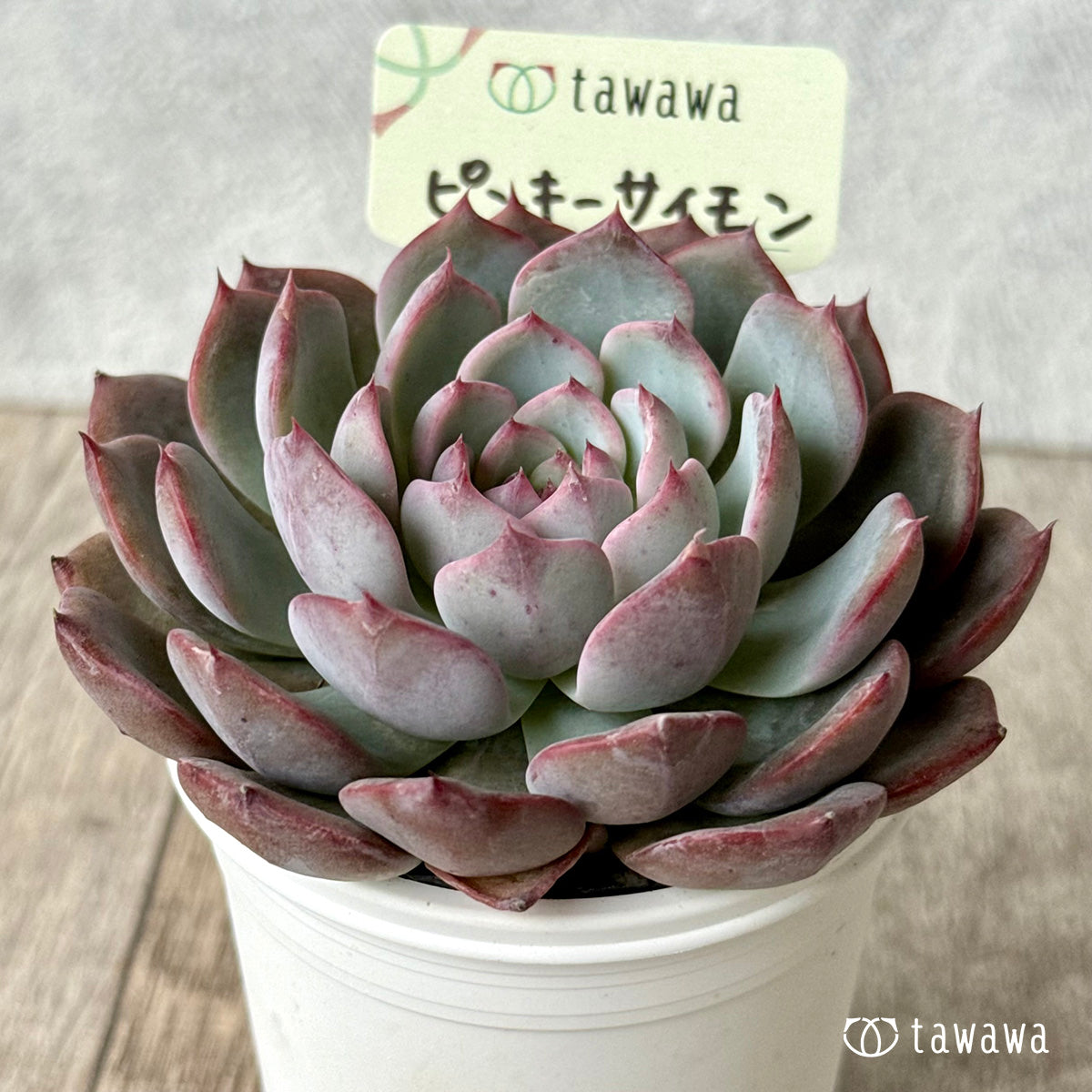 *新発売* ピンキーサイモン(エアーマジック農園)【tawawaハウス苗】