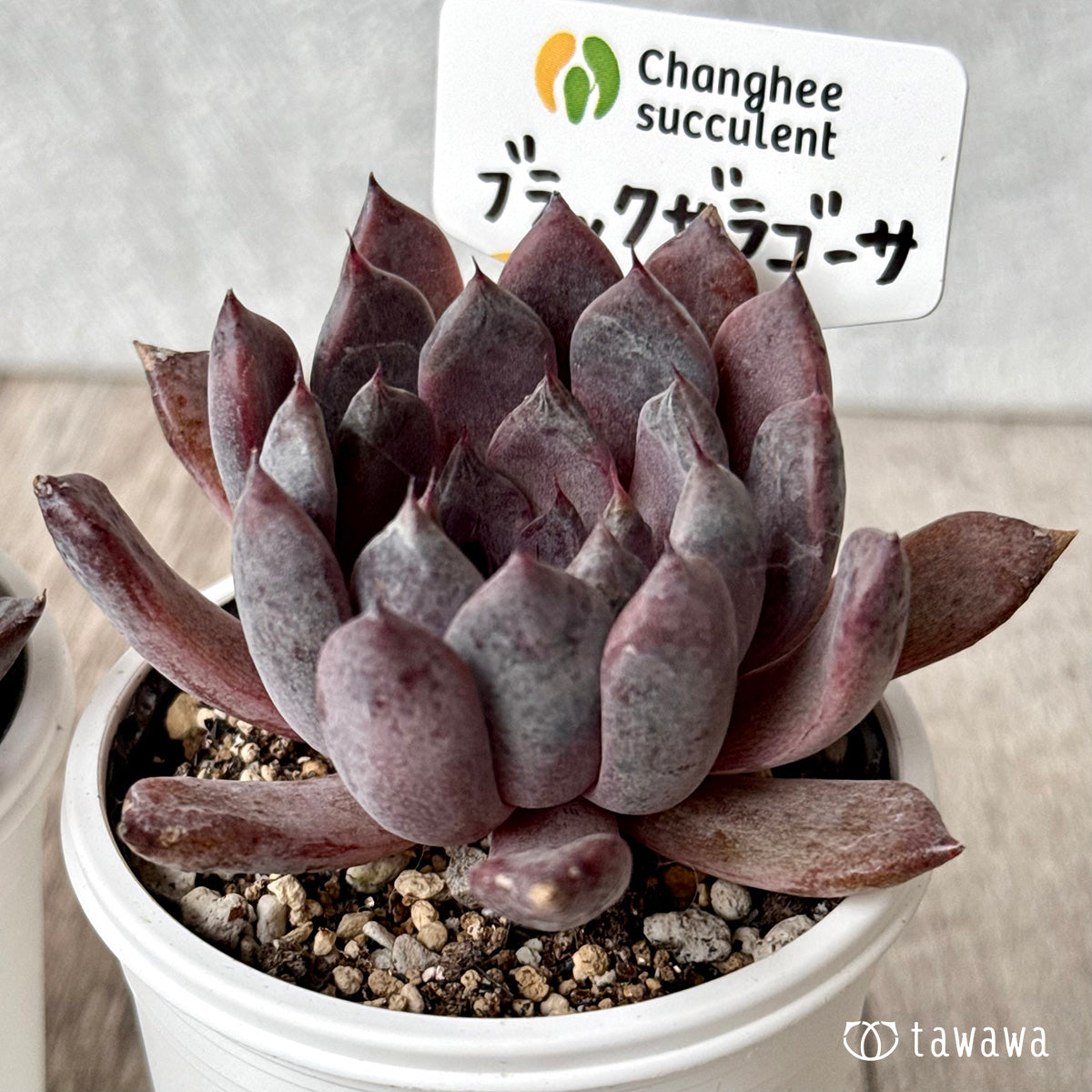 ブラックザラゴーサ(チャンヒー農園)【tawawaハウス苗】