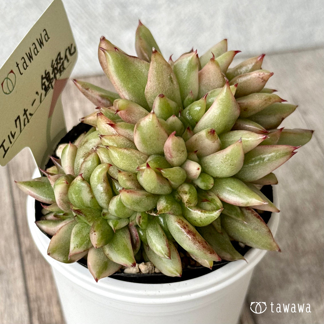 エルクホーン錦綴化【tawawaハウス苗】