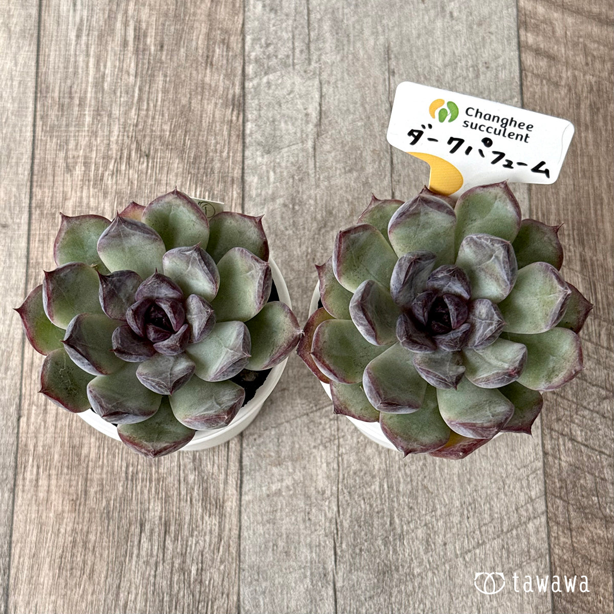 ダークパフューム(チャンヒー農園)【tawawaハウス苗】