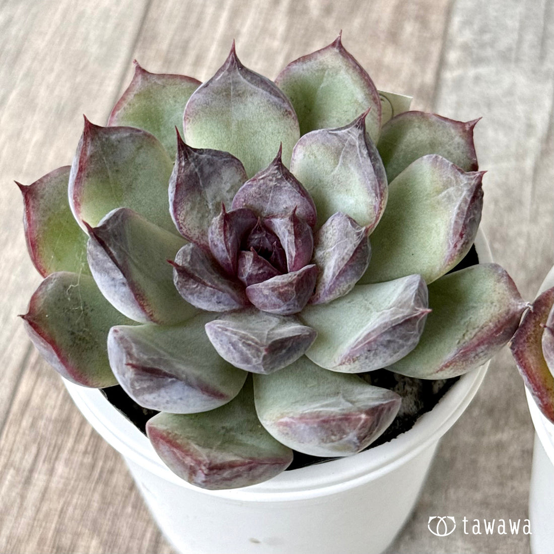 New Arrivals: Ice Green