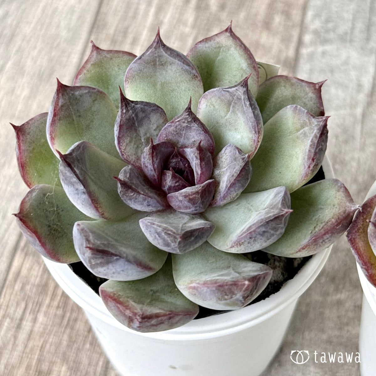 ダークパフューム(チャンヒー農園)【tawawaハウス苗】