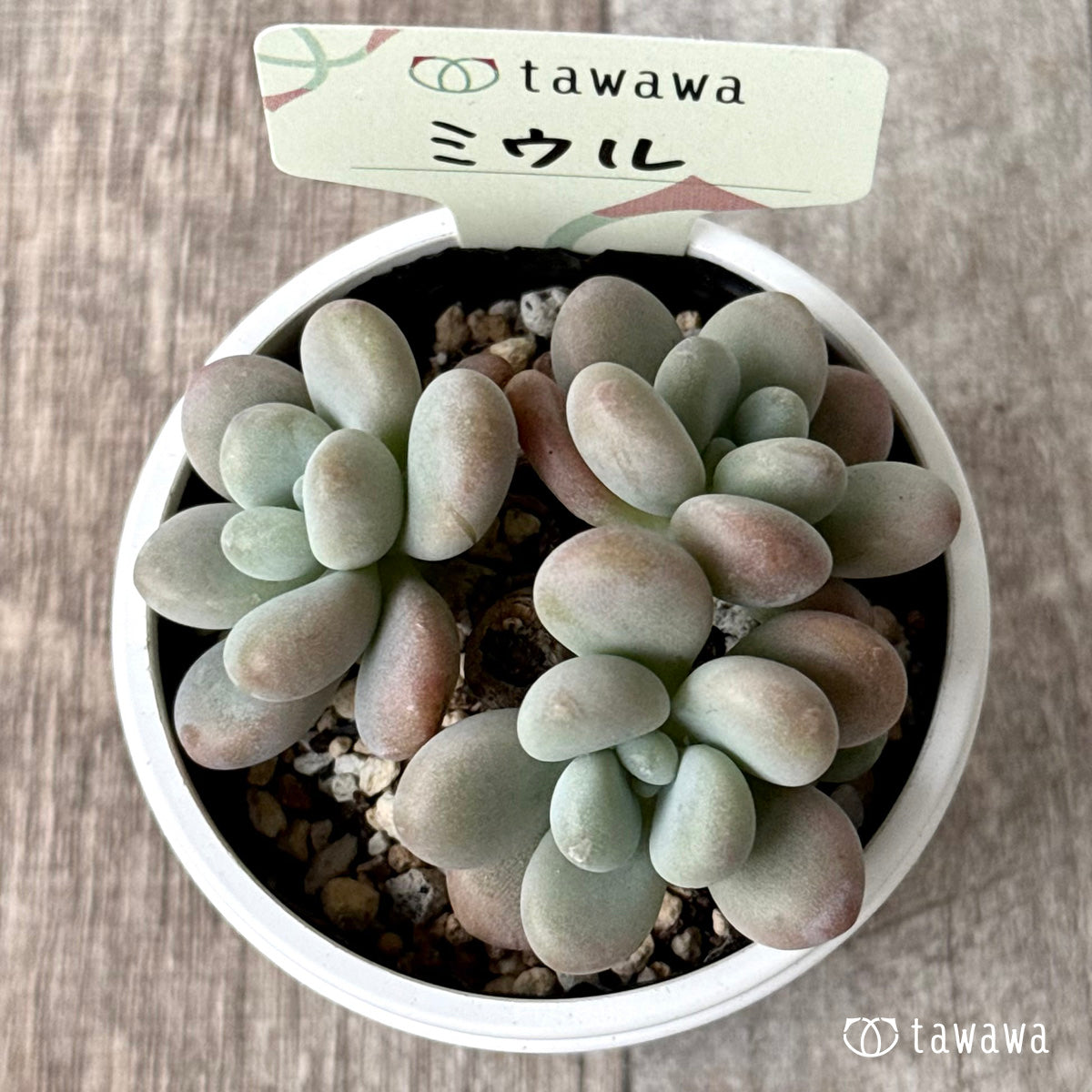 ミウル【tawawaハウス苗】