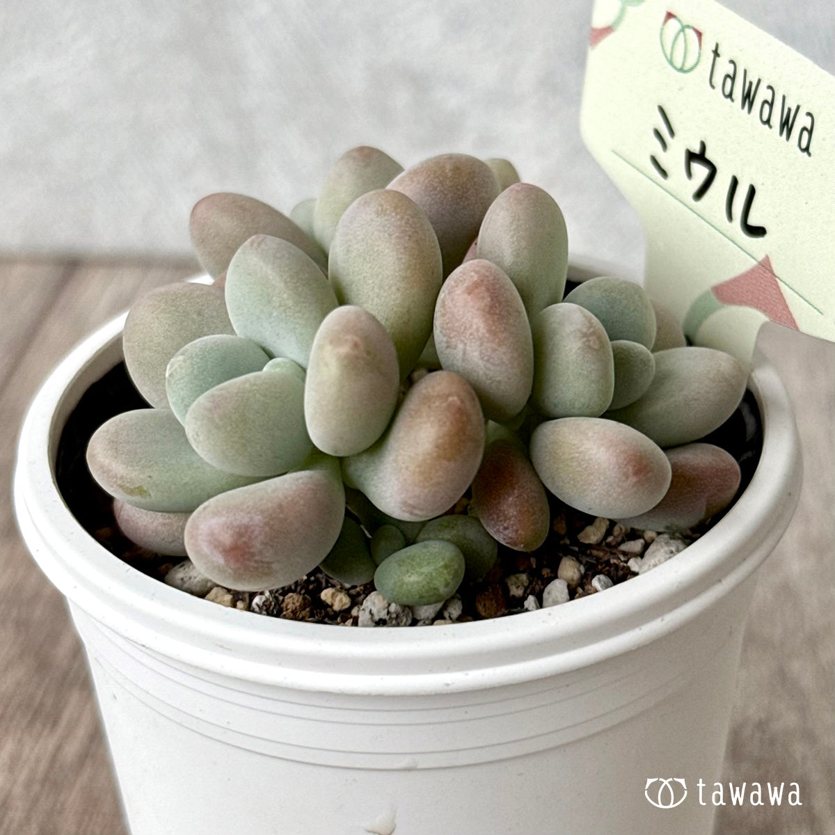 ミウル【tawawaハウス苗】