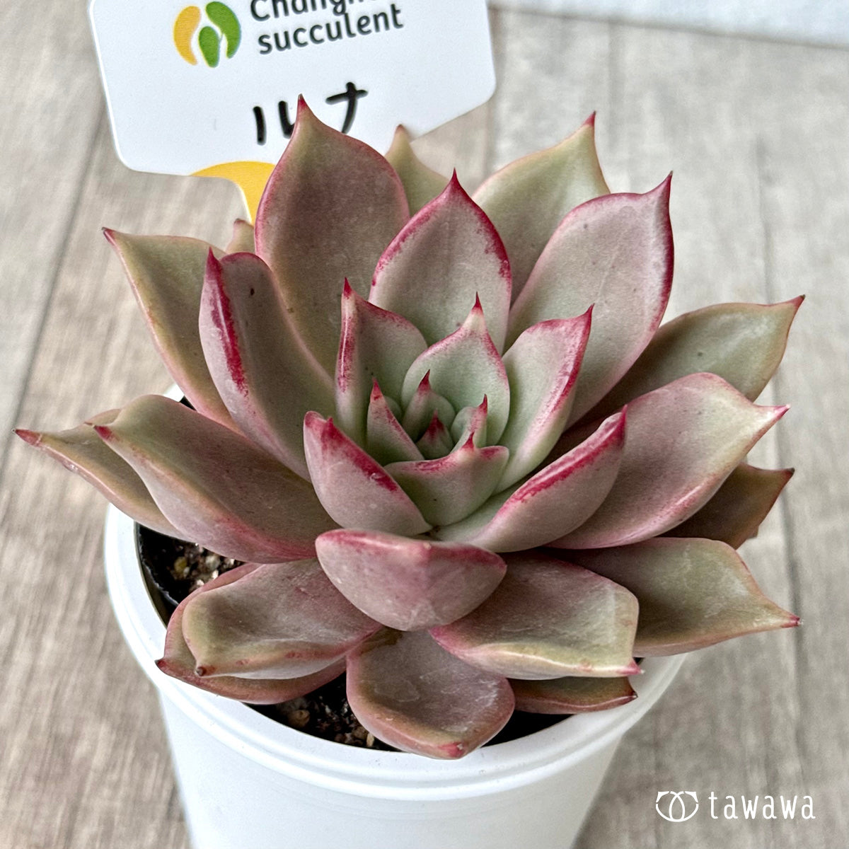 ルナ①(チャンヒー農園)【tawawaハウス苗】