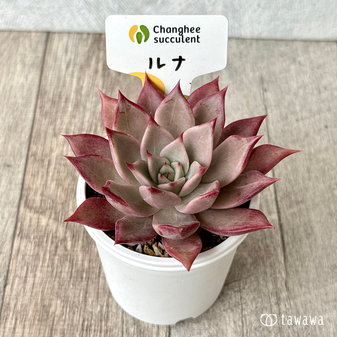 *新発売* ルナ②(チャンヒー農園)【tawawaハウス苗】
