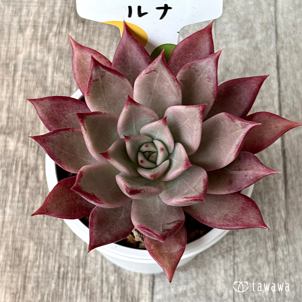 *新発売* ルナ②(チャンヒー農園)【tawawaハウス苗】