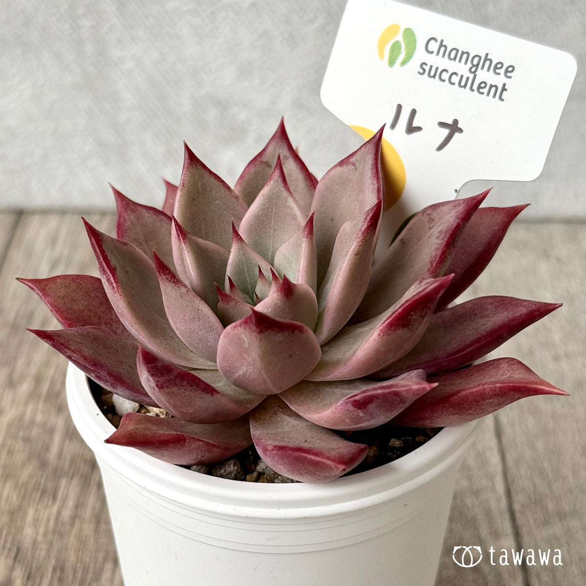 *新発売* ルナ②(チャンヒー農園)【tawawaハウス苗】