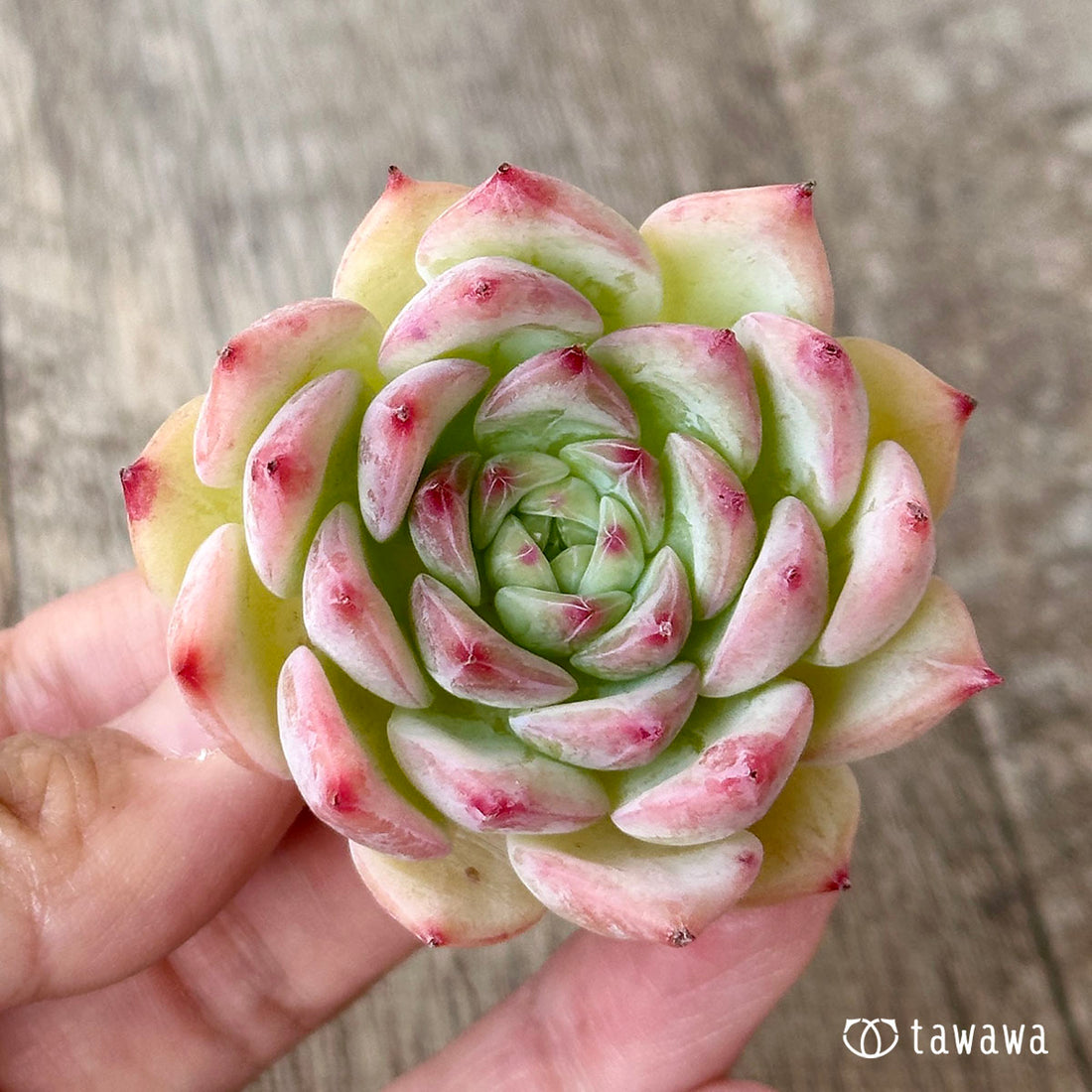 Echeveria Maria