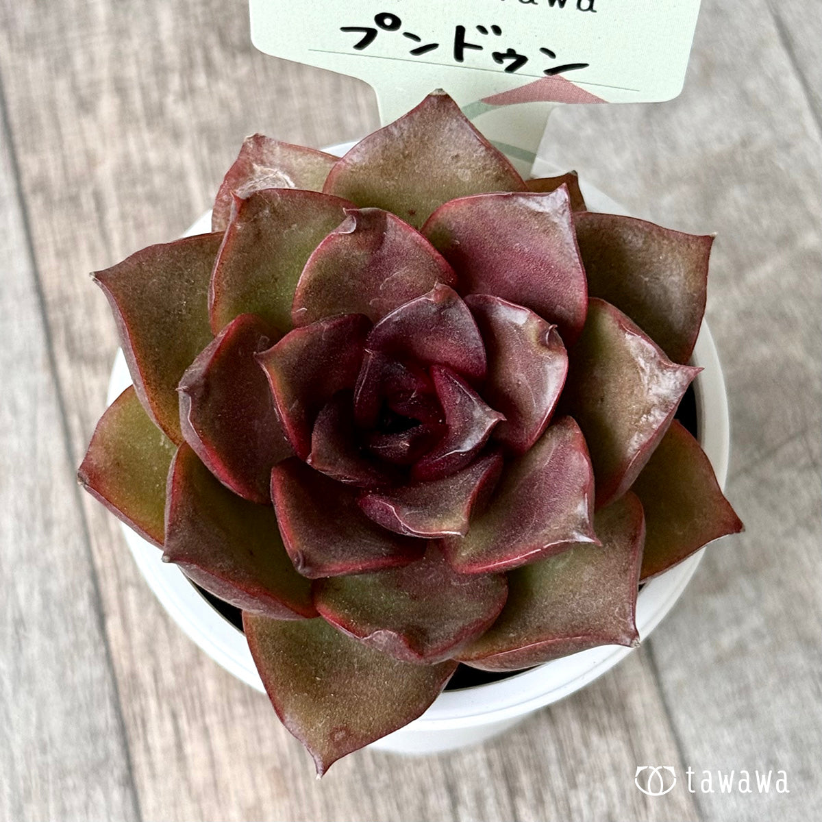 プンドゥン【tawawaハウス苗】