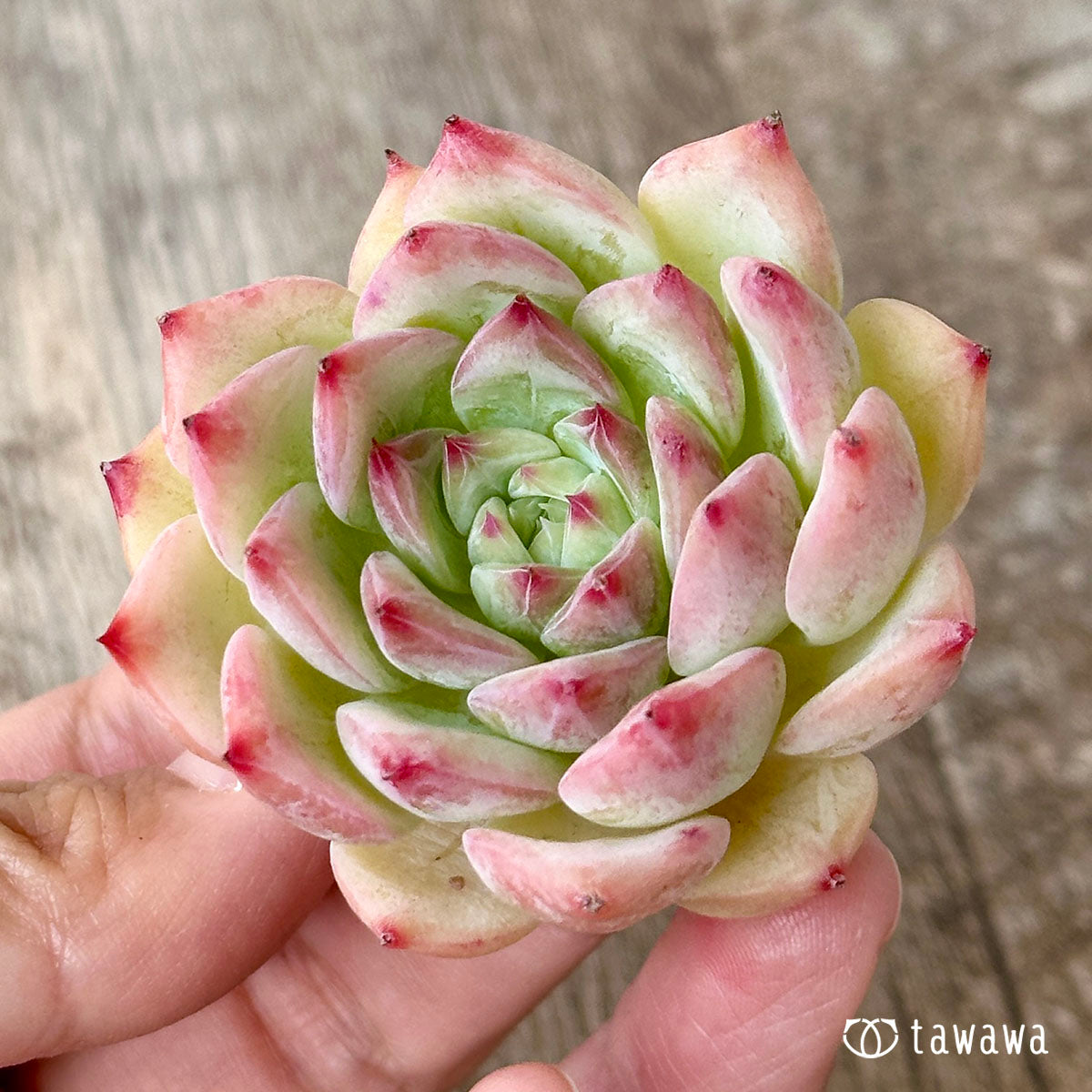 Echeveria Maria
