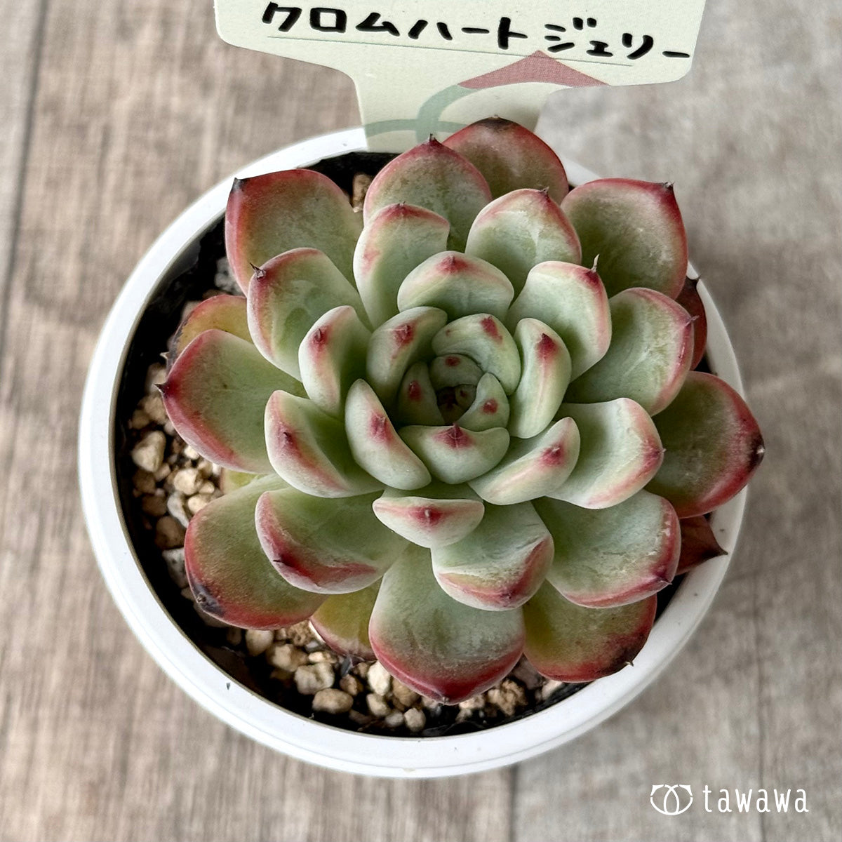 クロムハートジェリー【tawawaハウス苗】