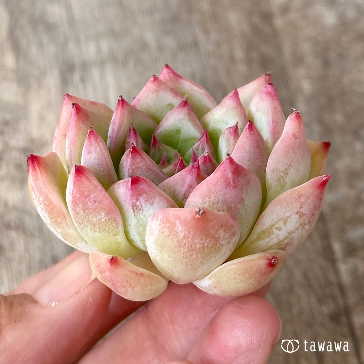 Echeveria Maria