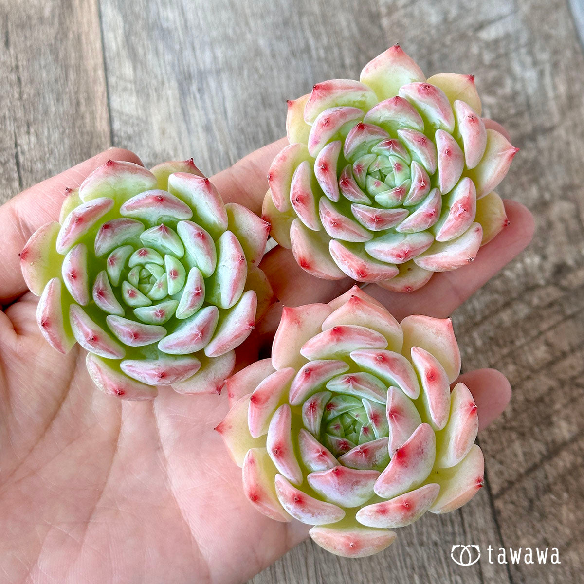 Echeveria Maria