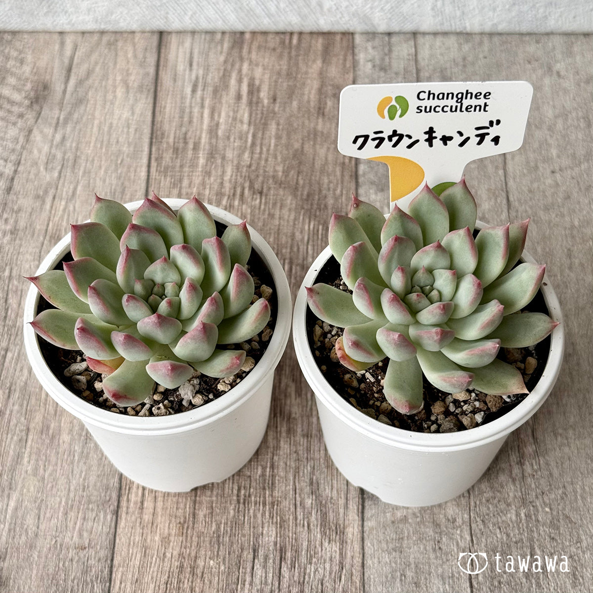 クラウンキャンディ(チャンヒー農園)【tawawaハウス苗】