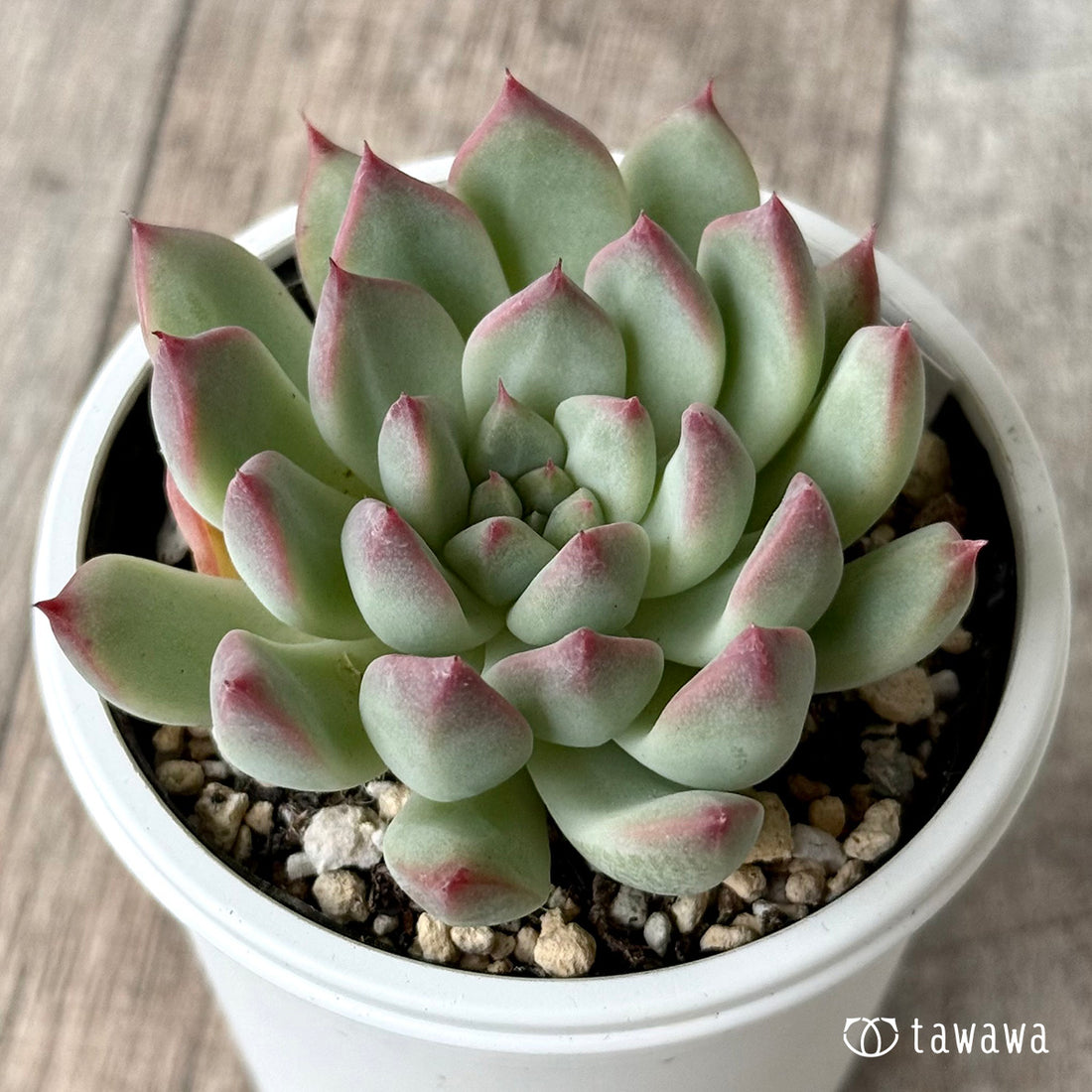 New Arrivals: Ice Green