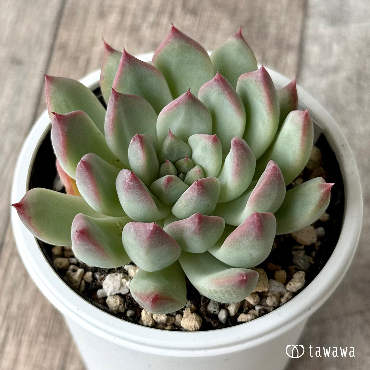 クラウンキャンディ(チャンヒー農園)【tawawaハウス苗】