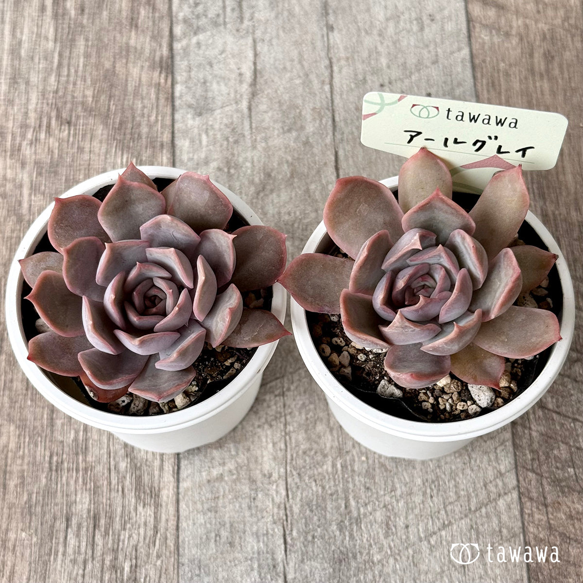 アールグレイ【tawawaハウス苗】